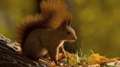 Giovanni Marradi - Try To Remember