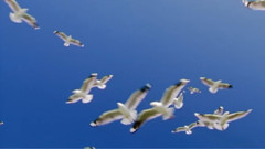 苏芮,音乐短片 - 我看我自己