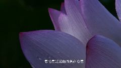 荷塘月色 粤语第二版