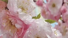 Secret Garden - Adagio