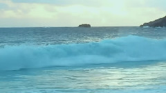 Snowy White - Bird Of Paradise