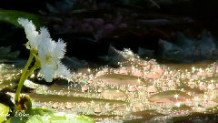 Giovanni Marradi - Puerto De Tierra