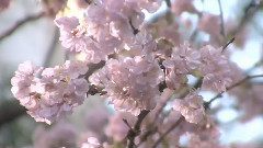 桜の花びらたち2008