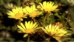 李闰珉 - Flowers We Are