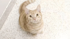 Colbie Caillat - Never Gonna Let You Down