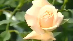 民乐群星 - 草原之夜 古筝演奏