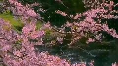 Bandari,音乐短片,轻音乐,风景 - 天堂之路