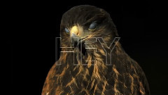 30 Seconds To Mars - The Race