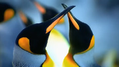 风景,音乐短片 - 极致之美 地球的颜色系列8