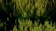 风景,音乐短片 - 湿地之美 地球的颜色系列6