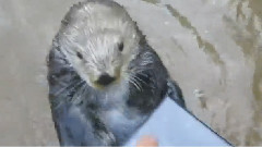 Adorable Sea Otter Solves Shape Puzzle