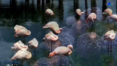 Giovanni Marradi - Roggy's Theme