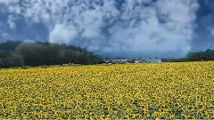 Giovanni Marradi,音乐短片 - Caruso