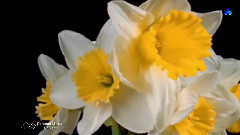 Giovanni Marradi,音乐短片 - Only You