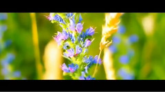 Enigma,音乐短片 - The Piano