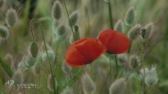 Giovanni Marradi,轻音乐 - All I Know Is You