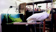 BABYMETAL,さくら学院 - メギツネ