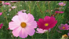 民乐群星 - 月光落地的声音