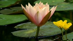 Bandari,音乐短片,轻音乐 - 涟漪