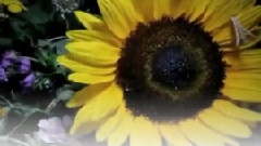 Maksim Mrvica - Tthe Flower Duet