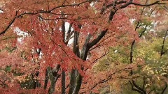 满山红叶似彩霞