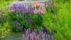 Dan Fogelberg - Longer