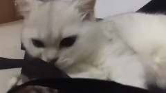 Can't forget the black bag, I bite bite