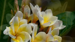 世界上最美的花欣赏(II)