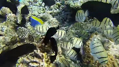 Enigma,音乐短片 - Invisible Love