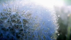 Bandari - 月光水岸