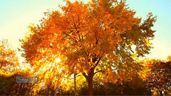 美丽的秋天Beauty Of Autumn