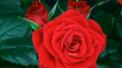 Eldar Mansurov - Melody