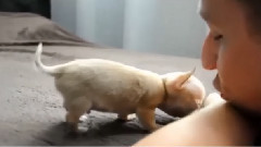 Ma 7 miesięcy i waży 40 dekagramow. Toudi bliski zostania najmniejszym psem świata