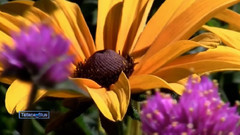 花之韵(Flowers Charm)