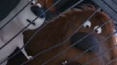 影视原声 - 新片速递-电影<爱宠大机密>片段之逃出生天