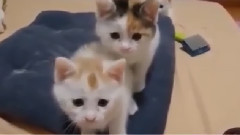 三只小猫好可爱 超级萌