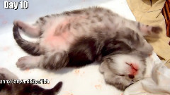 Record A Nest Of Small Tabby Cat