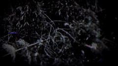 Lacuna Coil - The House Of Shame