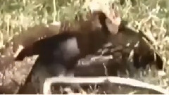 Life and death battle of the animal kingdom