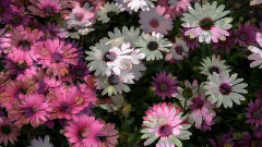 令人陶醉的迷人的(III)