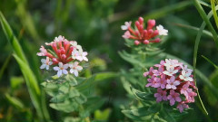 令人陶醉的迷人的(II)