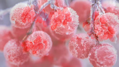 令人陶醉的迷人的iv