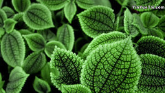 令人陶醉的迷人的v