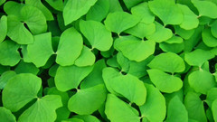 令人陶醉的迷人的合辑