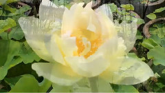 爱的时刻-乔瓦尼乐队