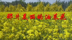 那片美丽的油菜花