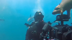 水生物袭击人类事件