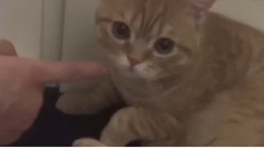 鹿晗 - 奔狍小剧场训小黄cut 看哪呢?看哪呢?!