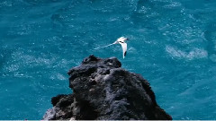 另一个世界(Another World)