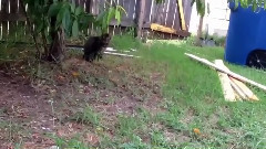 Как кошки встречают своих хозяев